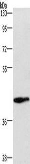 Wnt Family Member 3A antibody, TA349804, Origene, Western Blot image 