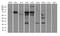 Calpain 2 antibody, TA504280AM, Origene, Western Blot image 