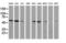 Non-POU Domain Containing Octamer Binding antibody, NBP2-46194, Novus Biologicals, Western Blot image 