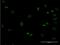 Mesenchyme Homeobox 1 antibody, H00004222-M27, Novus Biologicals, Immunocytochemistry image 