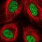 ZFP69 Zinc Finger Protein antibody, NBP2-58691, Novus Biologicals, Immunofluorescence image 