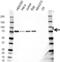 RIPK1 antibody, VMA00422, Bio-Rad (formerly AbD Serotec) , Western Blot image 