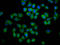 Cornifelin antibody, LS-C680293, Lifespan Biosciences, Immunofluorescence image 