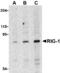 DExD/H-Box Helicase 58 antibody, AHP1776, Bio-Rad (formerly AbD Serotec) , Immunohistochemistry paraffin image 