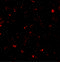 Succinate dehydrogenase [ubiquinone] cytochrome b small subunit, mitochondrial antibody, 6847, ProSci, Immunofluorescence image 