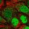 Purkinje Cell Protein 4 Like 1 antibody, HPA052833, Atlas Antibodies, Immunofluorescence image 