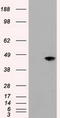 Mitogen-Activated Protein Kinase 8 antibody, TA500043, Origene, Western Blot image 