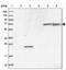 RAB11 Family Interacting Protein 5 antibody, NBP1-81855, Novus Biologicals, Western Blot image 