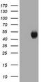 Carbonic Anhydrase 12 antibody, TA505571, Origene, Western Blot image 