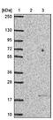 Nuclear Transport Factor 2 antibody, NBP1-82520, Novus Biologicals, Western Blot image 