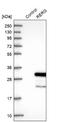 RERG antibody, NBP1-82746, Novus Biologicals, Western Blot image 