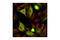 Cyclin B1 antibody, 4138S, Cell Signaling Technology, Immunofluorescence image 