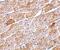 Neuritin 1 antibody, PA5-20368, Invitrogen Antibodies, Immunohistochemistry paraffin image 