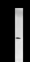 Nudix Hydrolase 21 antibody, LS-C342456, Lifespan Biosciences, Immunoprecipitation image 