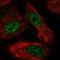 AlkB Homolog 6 antibody, HPA073835, Atlas Antibodies, Immunofluorescence image 