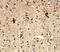 Tumor Associated Calcium Signal Transducer 2 antibody, AF650, R&D Systems, Immunohistochemistry paraffin image 