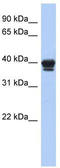 N-Acyl Phosphatidylethanolamine Phospholipase D antibody, TA333340, Origene, Western Blot image 