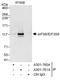Eukaryotic Translation Initiation Factor 3 Subunit B antibody, A301-760A, Bethyl Labs, Immunoprecipitation image 