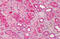 Paired Immunoglobin Like Type 2 Receptor Beta antibody, MBS247388, MyBioSource, Immunohistochemistry frozen image 