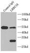 Leucine Rich Repeat Containing 18 antibody, FNab04854, FineTest, Immunoprecipitation image 