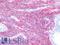 Gap Junction Protein Alpha 1 antibody, LS-B9771, Lifespan Biosciences, Immunohistochemistry frozen image 