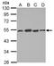 Dysbindin-1 antibody, PA5-27371, Invitrogen Antibodies, Western Blot image 
