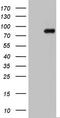NUMB Endocytic Adaptor Protein antibody, TA802174, Origene, Western Blot image 