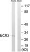 Natural Cytotoxicity Triggering Receptor 3 antibody, LS-C120136, Lifespan Biosciences, Western Blot image 