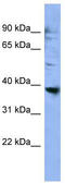 Olfactory Receptor Family 2 Subfamily L Member 3 antibody, TA342717, Origene, Western Blot image 