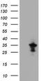 Myelin Protein Zero Like 2 antibody, TA504980AM, Origene, Western Blot image 