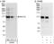BAF Chromatin Remodeling Complex Subunit BCL11B antibody, NB600-262, Novus Biologicals, Western Blot image 
