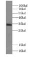Putative type-1 protein phosphatase inhibitor 4 antibody, FNab06706, FineTest, Western Blot image 