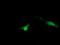 Zinc Ribbon Domain Containing 1 antibody, NBP2-45441, Novus Biologicals, Immunofluorescence image 