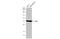 Lactate Dehydrogenase A antibody, GTX101416, GeneTex, Western Blot image 