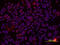 Interleukin 10 antibody, AF693, R&D Systems, Immunocytochemistry image 