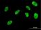 Helix-loop-helix protein 2 antibody, H00004808-M04, Novus Biologicals, Immunocytochemistry image 