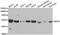 Putative myosin light chain kinase 3 antibody, A09180, Boster Biological Technology, Western Blot image 
