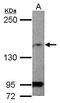 Membrane Associated Guanylate Kinase, WW And PDZ Domain Containing 1 antibody, GTX102612, GeneTex, Western Blot image 