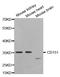 CD151 Molecule (Raph Blood Group) antibody, TA332464, Origene, Western Blot image 