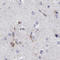 MAP6 Domain Containing 1 antibody, HPA037991, Atlas Antibodies, Immunohistochemistry frozen image 