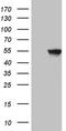 Paired Box 3 antibody, TA809630, Origene, Western Blot image 