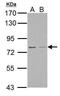 IK Cytokine antibody, PA5-34897, Invitrogen Antibodies, Western Blot image 
