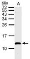 Enhancer of yellow 2 transcription factor homolog antibody, PA5-34958, Invitrogen Antibodies, Western Blot image 