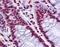 THO Complex 6 antibody, 51-592, ProSci, Immunohistochemistry frozen image 
