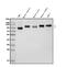 Intercellular Adhesion Molecule 1 antibody, PB9018, Boster Biological Technology, Western Blot image 
