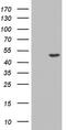Casein Kinase 1 Gamma 2 antibody, MA5-26560, Invitrogen Antibodies, Western Blot image 
