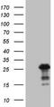 Bcl-2-modifying factor antibody, M02432, Boster Biological Technology, Western Blot image 
