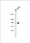 Ubiquitin carboxyl-terminal hydrolase BAP1 antibody, PA5-12061, Invitrogen Antibodies, Western Blot image 