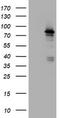NBS antibody, TA801215, Origene, Western Blot image 