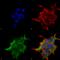 Sodium leak channel non-selective protein antibody, SMC-417D-FITC, StressMarq, Immunocytochemistry image 